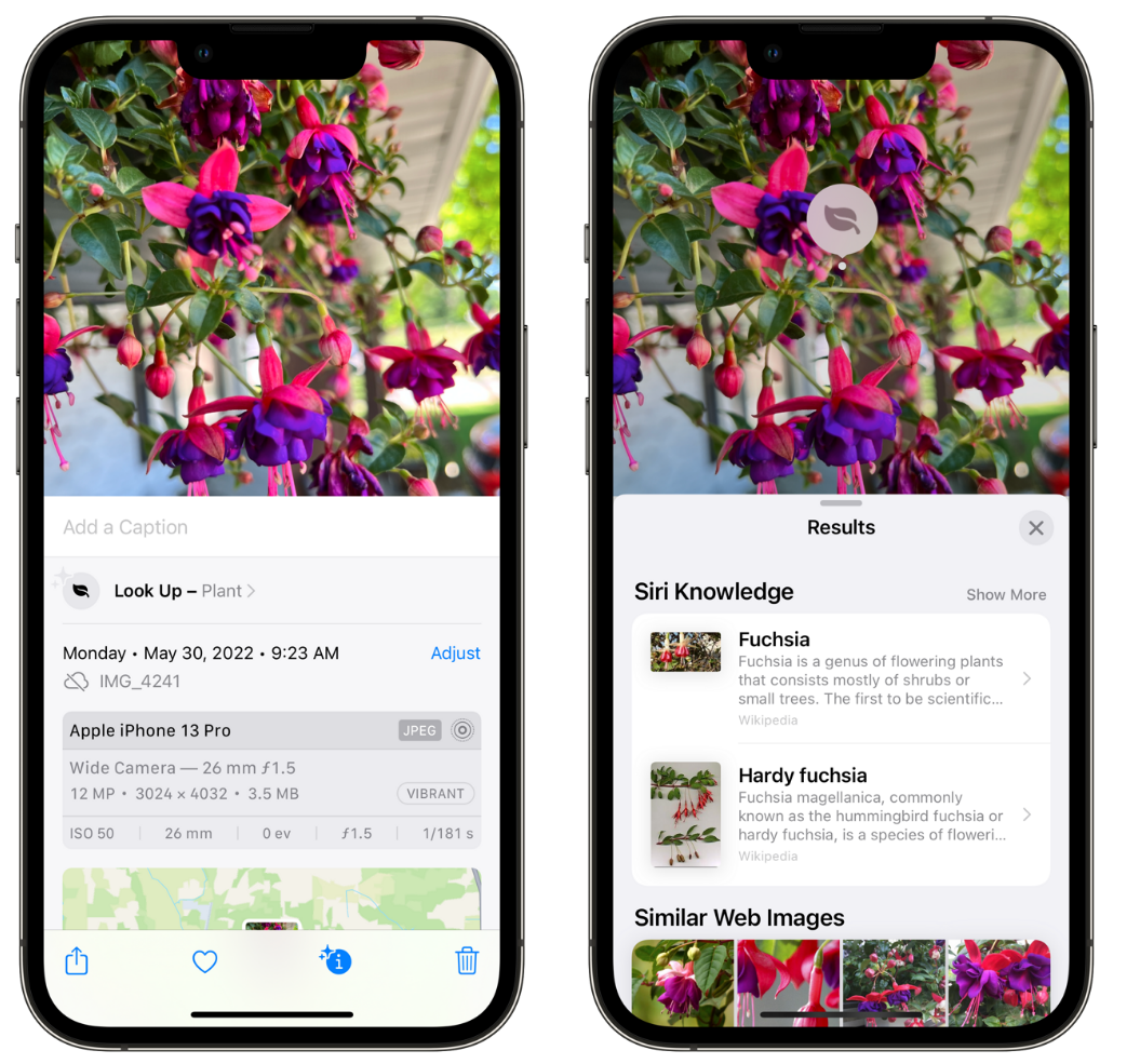 西充苹果手机维修分享小技巧：使用 iPhone 相机识别花卉植物 